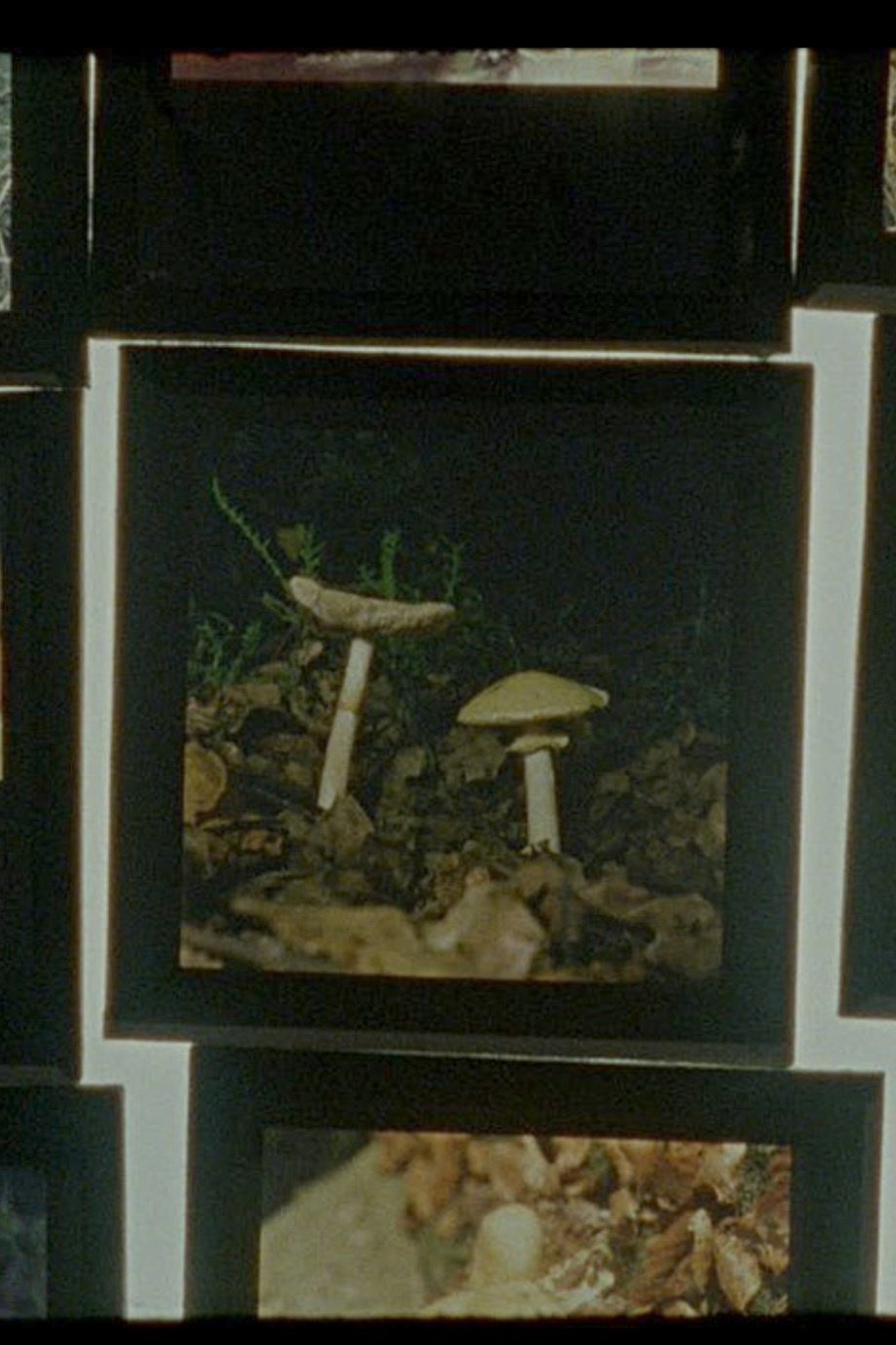 그림자-숲 그림자-숲